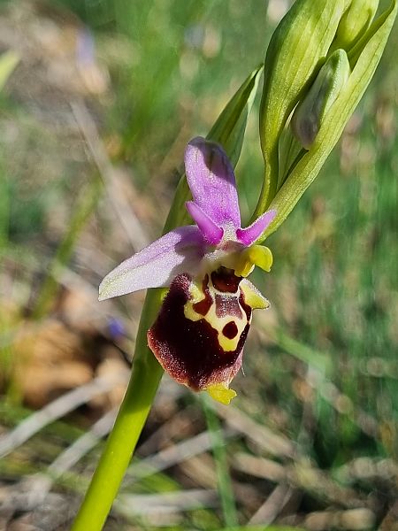 Ophrys fuciflora subsp. druentica  - Virgile Gazzaniga