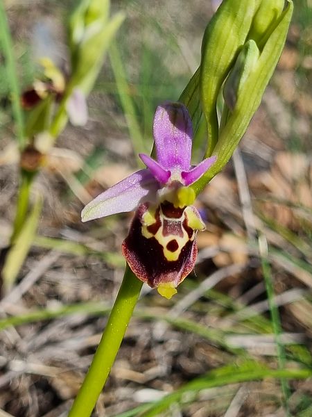 Ophrys fuciflora subsp. druentica  - Virgile Gazzaniga