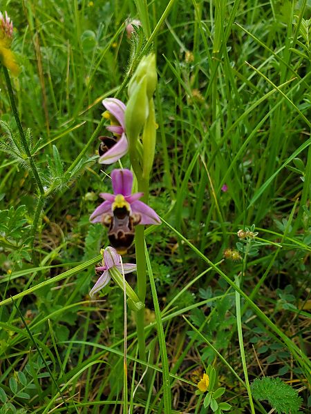 Ophrys scolopax  - Rudi Vanherck