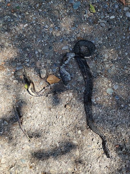 Gelbgrüne Zornnatter  - Nicola Larroux