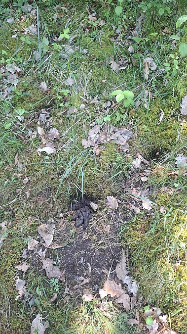 Tasso  - Pier Alberto Cucchi