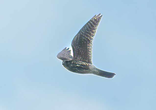 Smeriglio  - Pier Alberto Cucchi