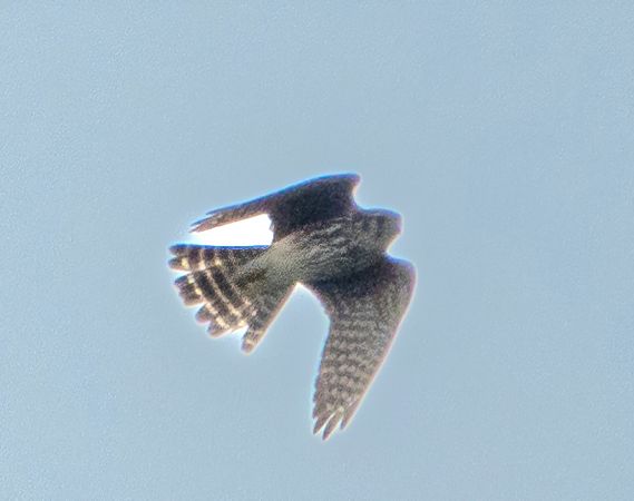 Smeriglio  - Pier Alberto Cucchi