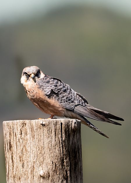 crvenonoga vjetruša  - Marko Posavec