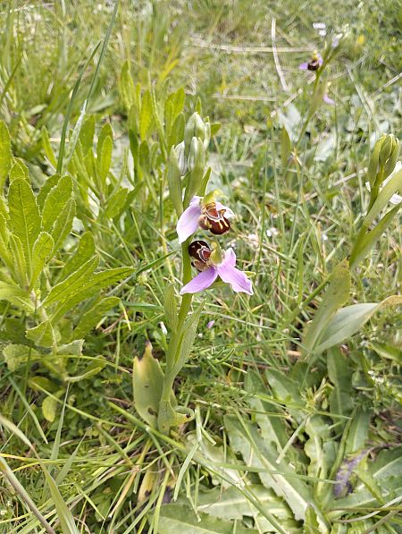 Ophrys apifera  - Martí Gonzàlez