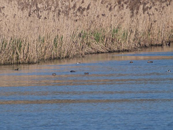 cyranka modroskrzydła  - Rafał Piernikarczyk