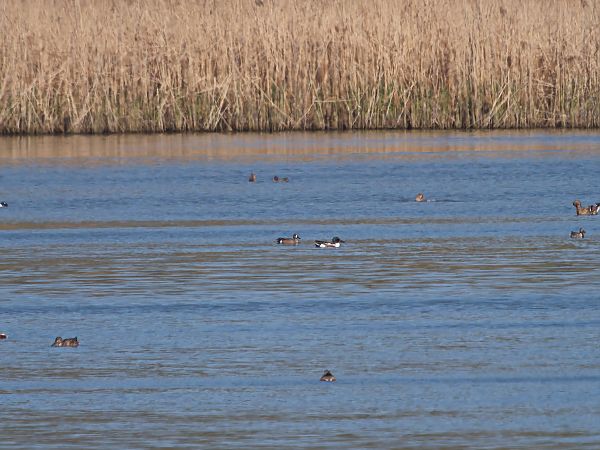 Blauflügelente  - Rafał Piernikarczyk