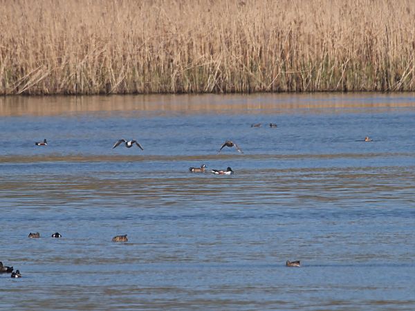 Blauflügelente  - Rafał Piernikarczyk