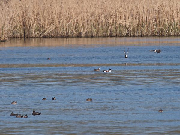 Blauflügelente  - Rafał Piernikarczyk