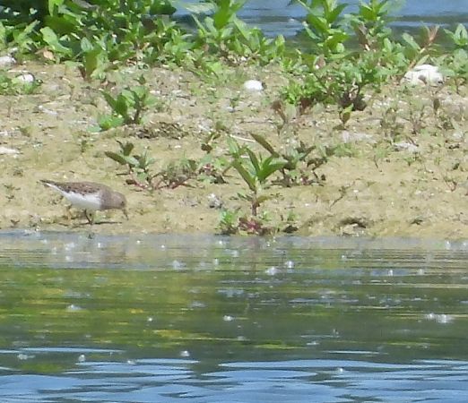 Gambecchio nano  - Gloria Feltrin