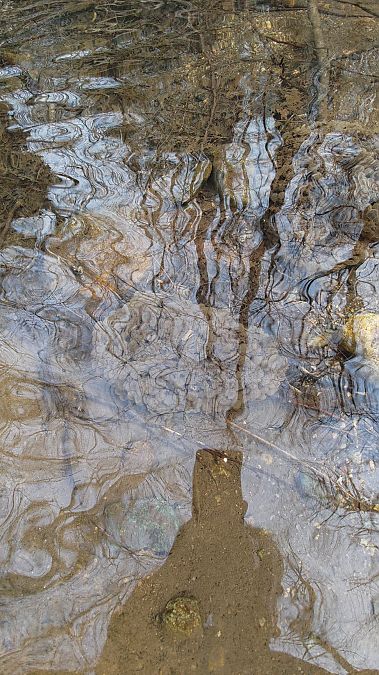 Rana dalmatina  - Luca Borghesio