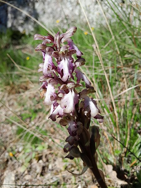 Himantoglossum robertianum  - Annie Gagneux