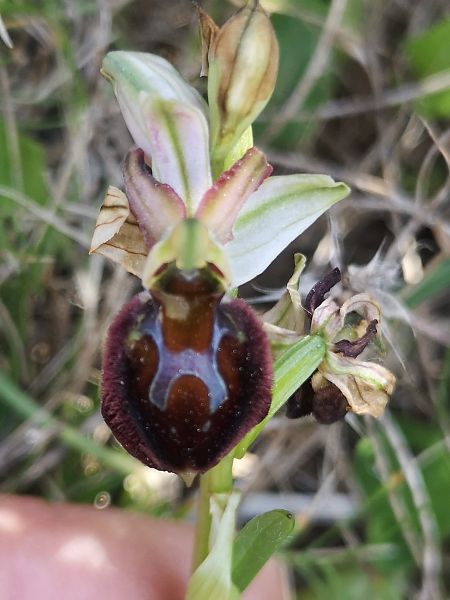 Ophrys morisii  - Richard Fay