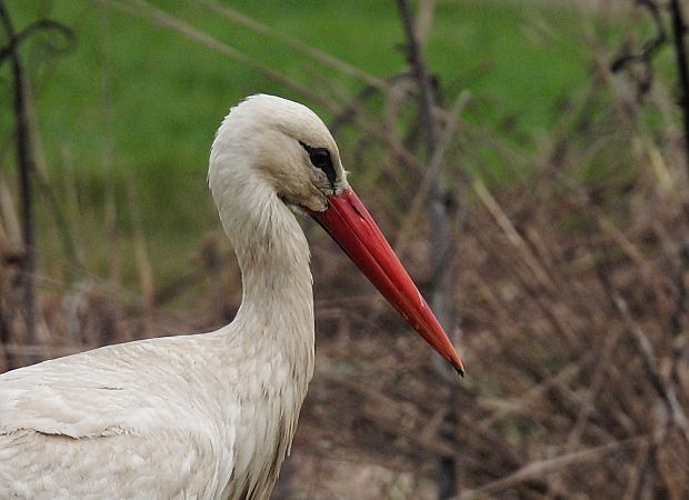 bocian biały  - Kacper Mikulski
