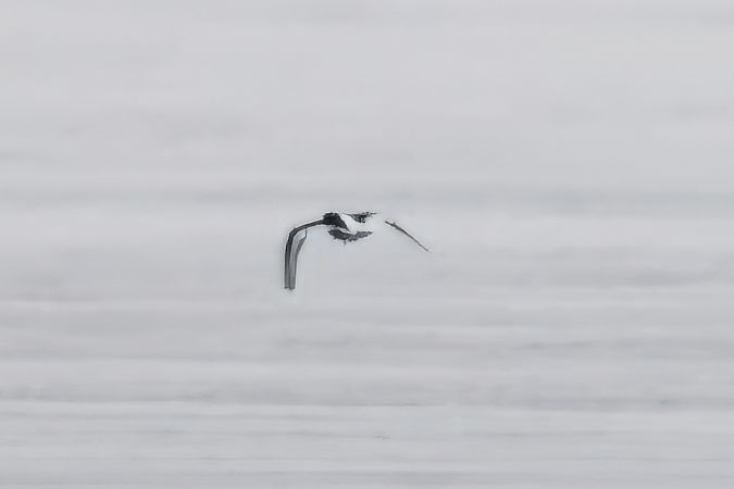 ostrygojad  - Małgorzata Łuczkiewicz