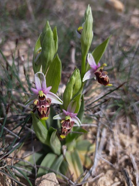 Ophrys fuciflora subsp. druentica  - Emmanuel Cosson
