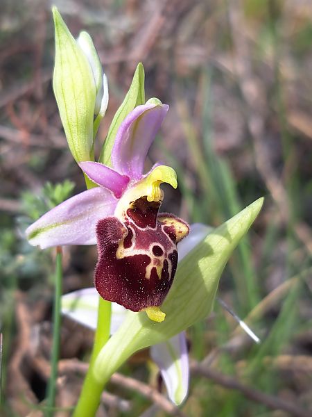 Ophrys fuciflora subsp. druentica  - Emmanuel Cosson