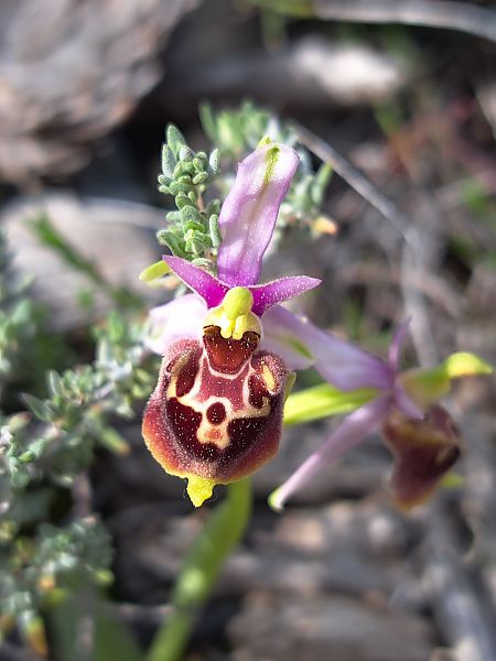 Ophrys fuciflora subsp. druentica  - Emmanuel Cosson