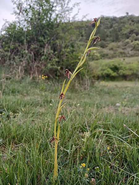 Ophrys occidentalis  - Alain Garcin