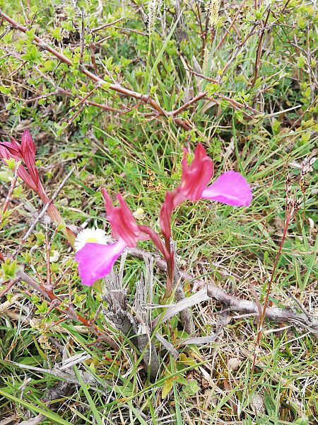 Anacamptis papilionacea  - Marie-Marie Pertusier