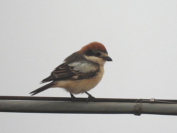 Averla capirossa  - Enrico Carta