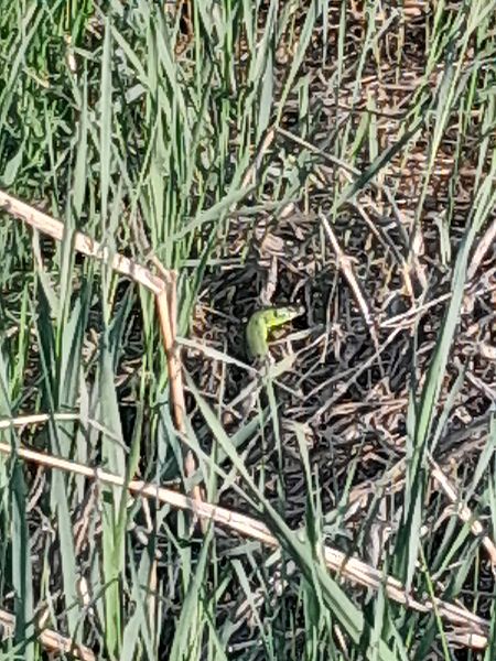 Ramarro orientale / occidentale  - Fabio Lovisetto