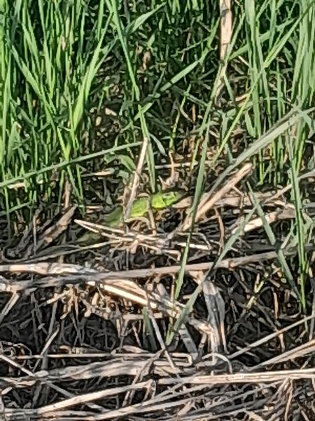 Ramarro orientale / occidentale  - Fabio Lovisetto