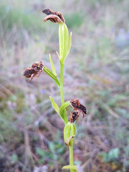 Ophrys forestieri  - Emili Sancha