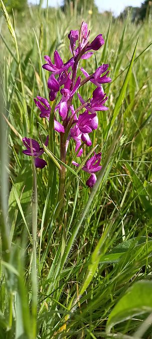 Anacamptis laxiflora  - Natacha Rouzeau