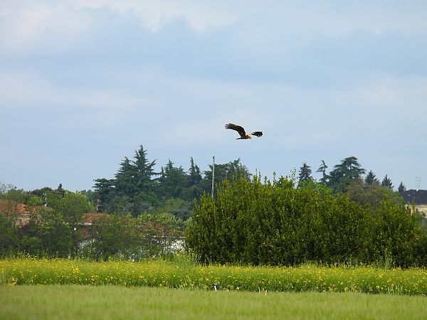 Falco di palude  - Massimino Luigi Brigo