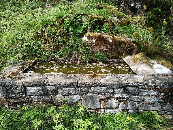 Tritone alpestre  - Claudio Danesi