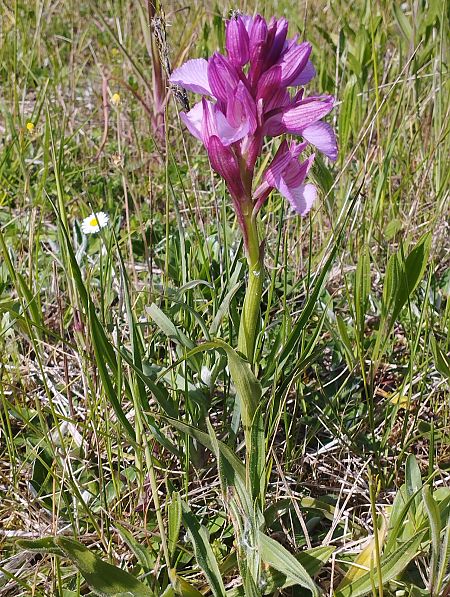 Anacamptis papilionacea var. expansa  - Gérard Joseph