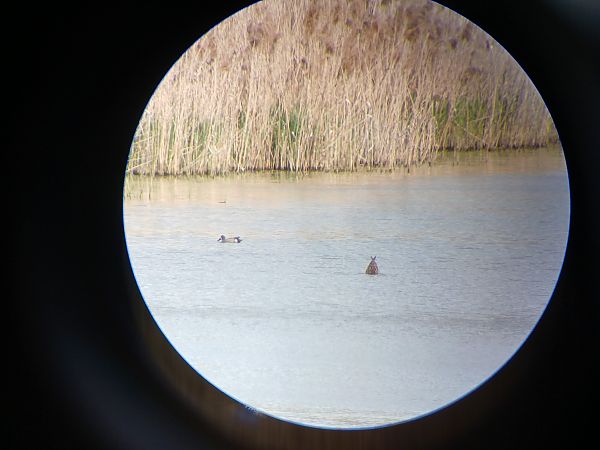 cyranka modroskrzydła  - Jakub Cichy