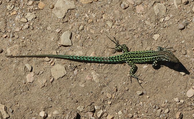 Lucertola tirrenica  - Jean Toubert