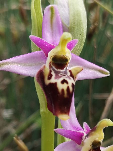 Ophrys fuciflora subsp. druentica  - Richard Fay