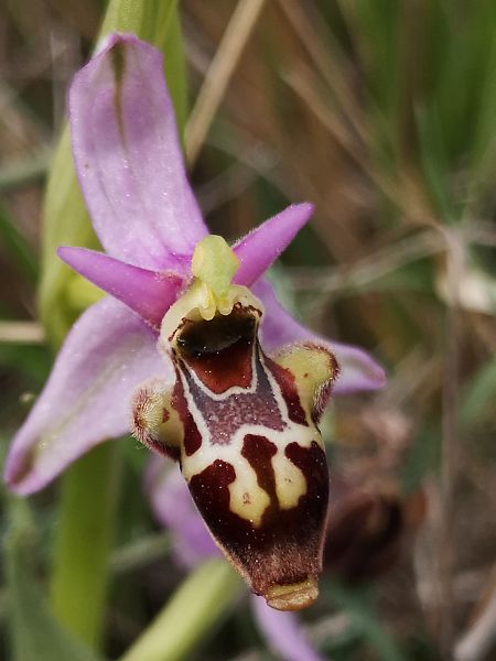 Ophrys fuciflora subsp. druentica  - Richard Fay
