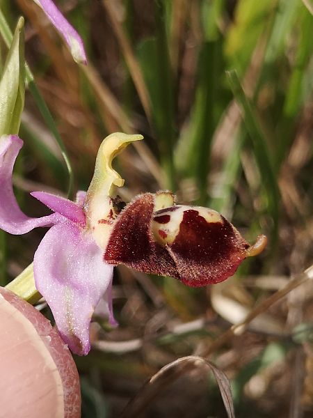 Ophrys fuciflora subsp. druentica  - Richard Fay