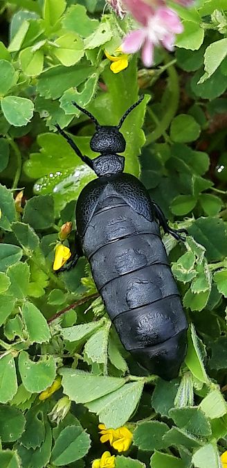 Meloe proscarabaeus  - Michele Cento