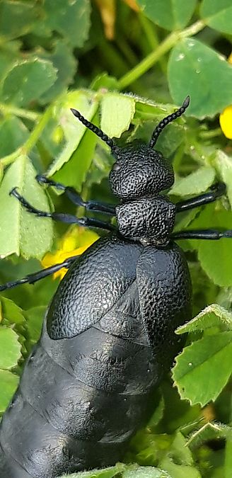 Meloe proscarabaeus  - Michele Cento
