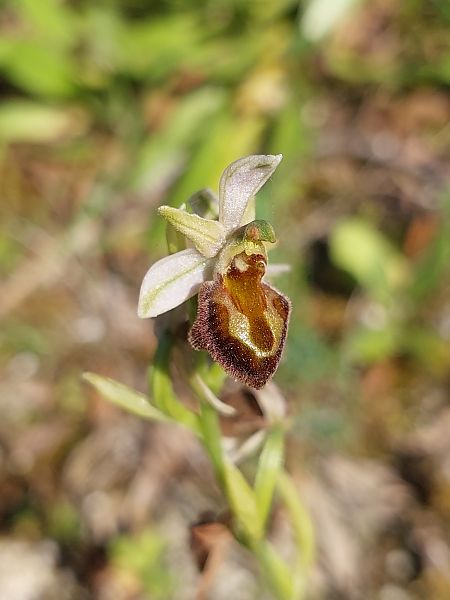 Ophrys morisii  - Bernard Sonnerat