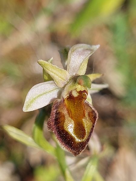 Ophrys morisii  - Bernard Sonnerat