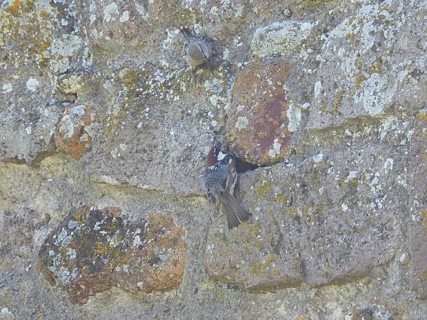 Passera sarda  - Cosimo Gabbani