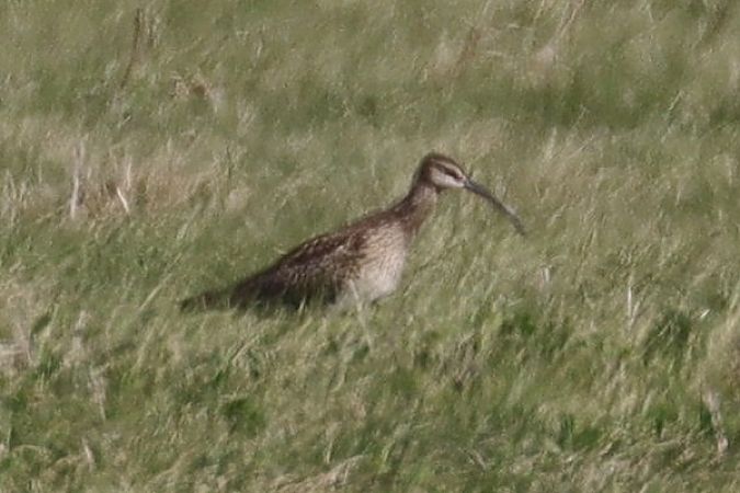 Courlis corlieu  - Viehböck Helga