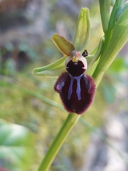 Ophrys incubacea  - Bernard Sonnerat