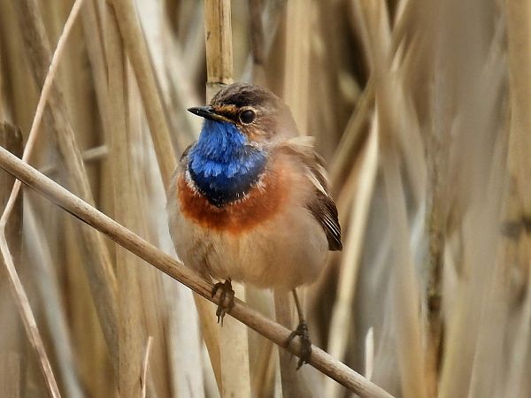 Blaukehlchen  - Kacper Mikulski