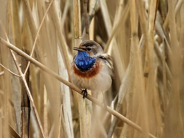 podróżniczek  - Kacper Mikulski