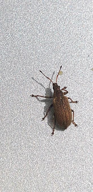 Phyllobius pyri  - Michele Cento