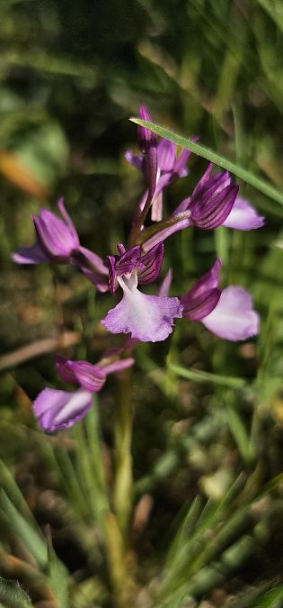Anacamptis champagneuxii  - Claire Perrachon
