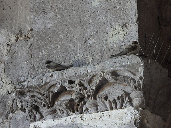 Rondine montana  - Cosimo Gabbani