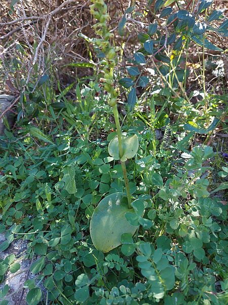 Gennaria diphylla  - Bernard Sonnerat